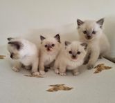 Ragdoll-kattungar 