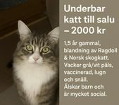 ragdoll / norskaskogen
