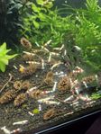 Caridina räkor, Crystal red prl
