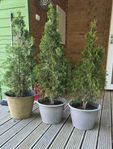 Thujor  100 kr/st