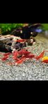 Neocaridina räkor, Sakura super red!