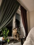 Main Coon och Brittisk Långhår