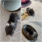 4 stycken guldhamster
