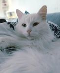 världens snällaste katt