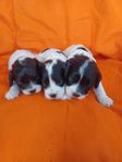 Cavapoo valpar
