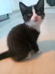 kattungar