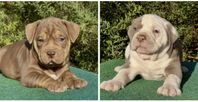 Olde English bulldog Valpar