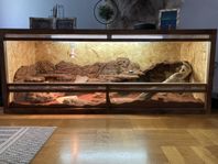Terrarium till Skäggagam med tillbehör