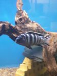 Malawiciklider,Räkor,Endlers,Tanganyika 