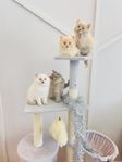Ragchilla kattungar Ragdoll/Chinchilla Perser