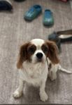 Cavalier king charles spaniel