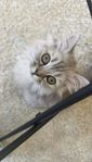 underbar katt