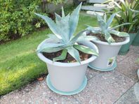 KAKTUS AGAVE BLÅ
