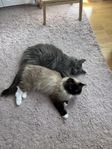 Två katter 