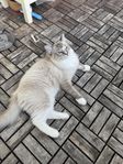Ragdoll