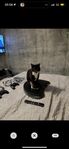 katt hane 