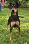 Pinscher