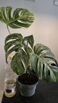 Monstera variegata Albo 