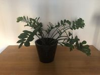 Garderobsblomma 