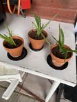 Tre små Aloevera i kruka med fat