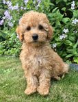 Spansk vattenhund/dvärgpudel