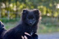 Tysk spets/kleinspitz valpar 