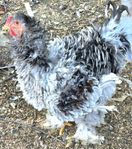 Brahma tupp