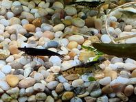 Neocaridina räkor