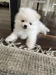 leveransklara Pomeranian valpar