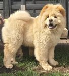 Röd Chowchow valp 