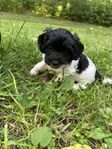 Cockerpoo mini 
