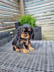 Cavalier valp