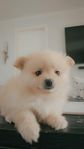 pomeranian 