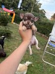 Chihuahua valpar SKK