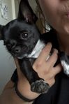 chihuahua 