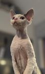 Devon rex