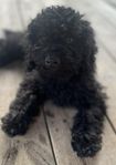 Pugotto valpen Bonnie Pudel/Lagotto