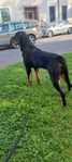 Rottweiler 
