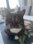 Kelig hankatt söker nytt hem med utevistelse 