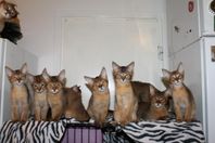 Exotiska kattungar - Chausie med stamtavla 