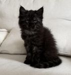 Långhåriga kattungar