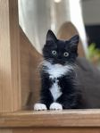 Kattflicka leveransklar