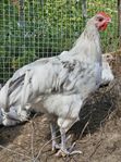 Australorp spättade tuppar