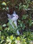 han katt