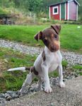 Terrier Brasileiro valpar