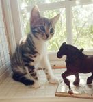 Bengal /huskattungar