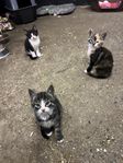 Kattungar