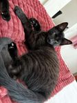 kattunge Bangel*