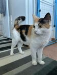 Bondkatt