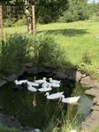 Ankor, Pekinganka och blandras